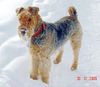 Airedale-Terrier Hund