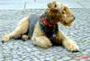 Airedale-Terrier Foto: Das von Gerd Siegel von Inka eingestellte Foto bitte ich herauszunehmen, da ich seit Sept. 2005 Besitzer von Inka bin. (ID 33288) Airedale-Terrier Hund