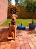 Airedale-Terrier Foto: Joker-a-d-Dämmerwald, 1 Jahr (ID 11704) Airedale-Terrier Hund