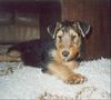 Airedale-Terrier Foto: Lara 11 Wochen (ID 19379) Airedale-Terrier Hund