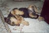 Airedale-Terrier Foto: Lara 11 Wochen (ID 19380) Airedale-Terrier Hund