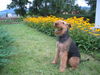 Airedale-Terrier Hund