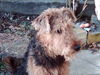 Airedale-Terrier Foto (ID 26048) Airedale-Terrier Hund