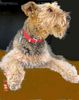 Airedale-Terrier Hund