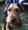 Airedale-Terrier Foto: Charon (ID 17056) Airedale-Terrier Hund