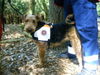 Airedale-Terrier Hund