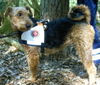 Airedale-Terrier Foto: Rettungshundeprüfung (ID 38451) Airedale-Terrier Hund