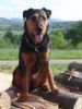Airedale-Terrier Foto: Ronja (Airedale Terrier - Rottweiler) (ID 22918) Airedale-Terrier Hund
