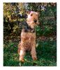 Airedale-Terrier Foto: Santa (ID 1901) Airedale-Terrier Hund