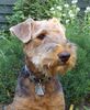 Airedale-Terrier Foto: Kilian von Sarmatmeer (ID 25083) Airedale-Terrier Hund