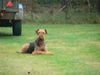 Airedale-Terrier Hund