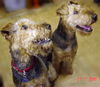 Airedale-Terrier Hund