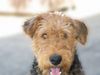 Airedale-Terrier Foto (ID 15256) Airedale-Terrier Hund