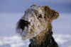 Airedale-Terrier Foto: Zita (11 1/2) (ID 30575) Airedale-Terrier Hund