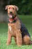 Airedale-Terrier Foto: Addy vom Roßstein (ID 24612) Airedale-Terrier Hund
