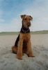 Airedale-Terrier Foto: Leene auf Texel (ID 3530) Airedale-Terrier Hund