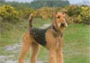 Airedale-Terrier Foto (ID 23) Airedale-Terrier Hund