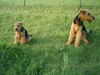 Airedale-Terrier Foto: Jäger unter sich (ID 32243) Airedale-Terrier Hund