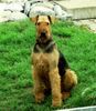 Airedale-Terrier Foto: Das ist unser Hund Bojar von Miriqquidi (ID 1705) Airedale-Terrier Hund