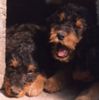 Airedale-Terrier Foto: Uns geht's gut! (ID 1356) Airedale-Terrier Hund