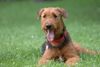 Airedale-Terrier Foto: Addy vom Roßstein (ID 24611) Airedale-Terrier Hund