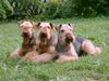Airedale-Terrier Foto: Peggy von den Eschen, Caja´s Amber Rose, Caja´s D´En Vogue (ID 12761) Airedale-Terrier Hund