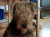 Airedale-Terrier Foto: etwas verwildert... (ID 32493) Airedale-Terrier Hund