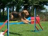 Airedale-Terrier Foto: Agility macht auch Spaß! Impression Of My Mind ( Impy ) / Zwinger Of Impy`s Garden (ID 31538) Airedale-Terrier Hund