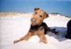 Airedale-Terrier Foto: Lara der Sandwurm (ID 19383) Airedale-Terrier Hund