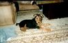 Airedale-Terrier Foto: Lara 11 Wochen (ID 19381) Airedale-Terrier Hund