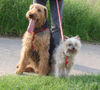 Airedale-Terrier Foto: Unsere 2 Damen (ID 32059) Airedale-Terrier Hund