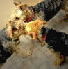 Airedale-Terrier Hund