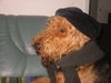 Airedale-Terrier Foto: Bonkour (ID 26753) Airedale-Terrier Hund