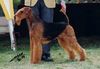 Airedale-Terrier Foto: Airedale Terrier Zuechter seit 1969. Prop. de Eng. Ch. Jokyl WIizard (ID 1387) Airedale-Terrier Hund