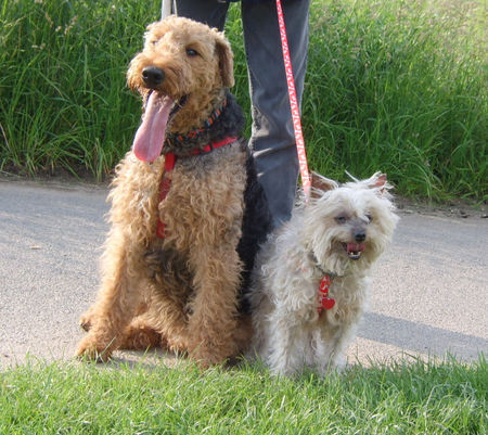 Airedale-Terrier Hunde Foto 32059 Airedale-Terrier Unsere 2 Damen