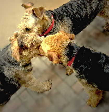 Airedale-Terrier Lagebesprechung im Dreimädelhaus...von links: Wanja vom Blasiusberg...Inka vom Musikwinkel...Okira von Erikson