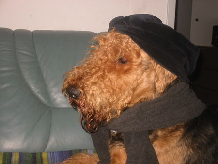 Airedale-Terrier Hunde Foto 26753 Airedale-Terrier Bonkour