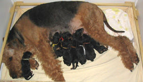 Airedale-Terrier Hunde Foto 27187 in höherer Auflösung ansehen Airedale-Terrier Züchter's