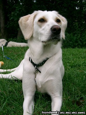 Akbash Hunde Foto 15225 in höherer Auflösung ansehen Akbash Unsere Lulu ist 15 Monate alt . Wir vermuten das auch ein Akbash mit drin ist.