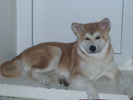 Akita Inu Hunde Foto 43794 Akita Inu Meine Lieblings-Hund!