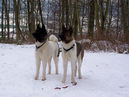 Akita Inu American-Akita; Banta und Chanto von Katana-Ken