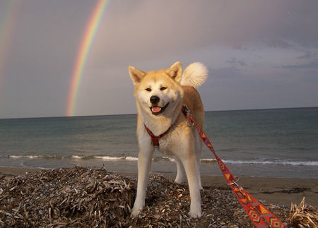 Akita Inu Enja- im Regenbogen