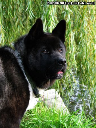 Akita Inu Hunde Foto 15093 in höherer Auflösung ansehen Akita Inu Ausserhalb's Balko 1 Jahr alt
