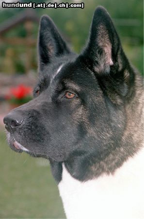 Akita Inu Hunde Foto 15896 Akita Inu American Akita, Banta von Katana-Ken