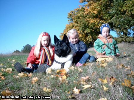Akita Inu Hunde Foto 15901 Akita Inu Americanischer Akita,Banta v. Katana-Ken und ihre Kinder