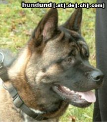 Akita Inu Hunde Foto 15898 in höherer Auflösung ansehen Akita Inu American Akita , Mad Max von Arborlane