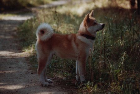 Akita Inu Hunde Foto 2033 Akita Inu 19 Wochen alt