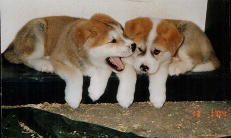 Akita Inu 2 von Yukiko's Geschwistern in roter Ausführung