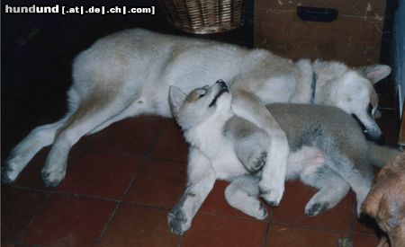 Akita Inu Hunde Foto 3171 Akita Inu Reiko und Saphira vom Urteilskreuz