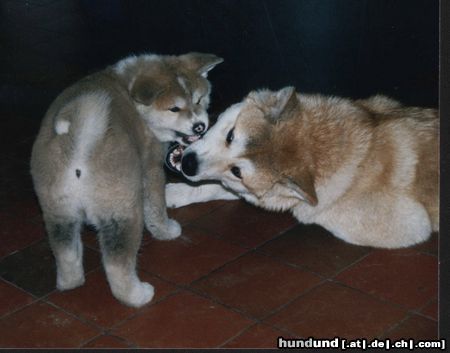 Akita Inu Hunde Foto 3172 Akita Inu Reiko und Saphira vom Urteilskreuz